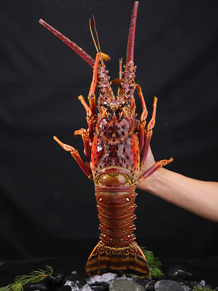 品味深海珍饈 百鮮薈古巴龍蝦、大花龍蝦、青澳龍冷凍海鮮禮盒，盡享年夜盛宴與送禮佳選